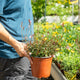 Simegarden Gaura lindheimeri Gaudi pink 17 cm