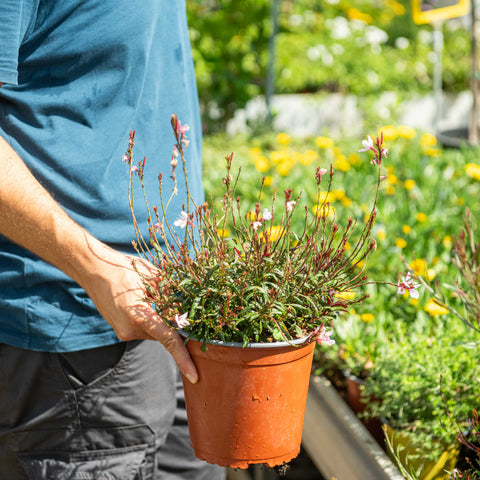 Simegarden Gaura lindheimeri Gaudi pink 17 cm