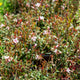 Simegarden Gaura lindheimeri Gaudi pink 17 cm