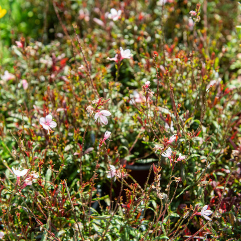 Simegarden Gaura lindheimeri Gaudi pink 17 cm