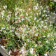 Simegarden Gaura lindheimeri Gaudi white 17 cm