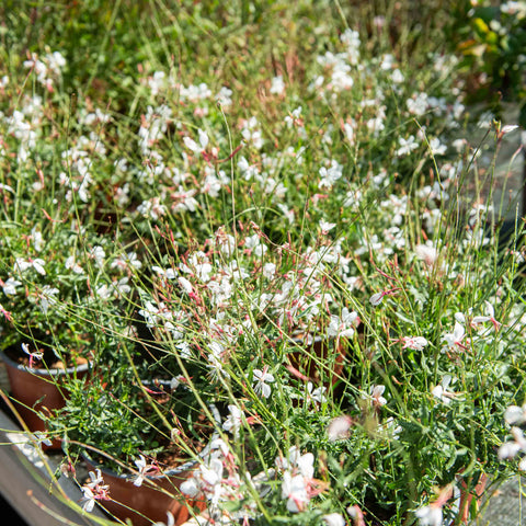 Simegarden Gaura lindheimeri Gaudi white 17 cm