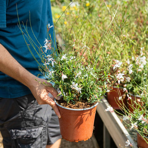 Simegarden Gaura lindheimeri Gaudi white 17 cm