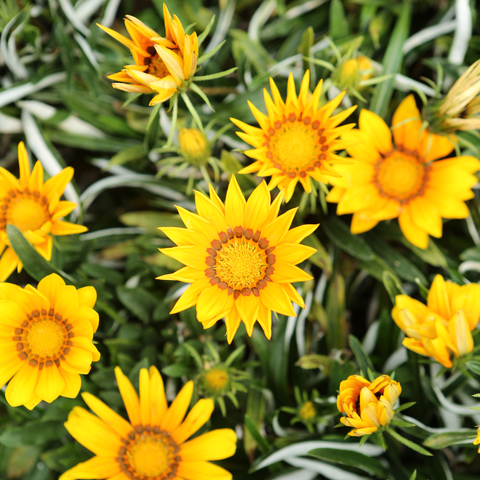 Simegarden Gazania del capo 15 cm