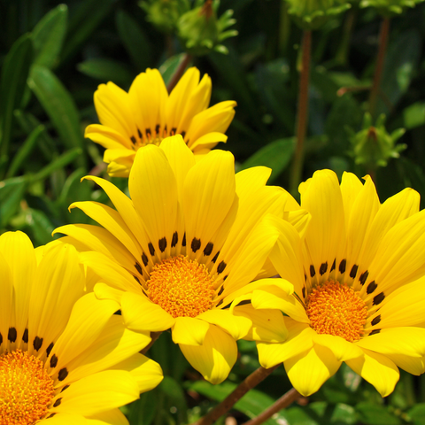 Simegarden Gazania del capo 15 cm