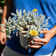 Simegarden Gazania nivea 15 cm