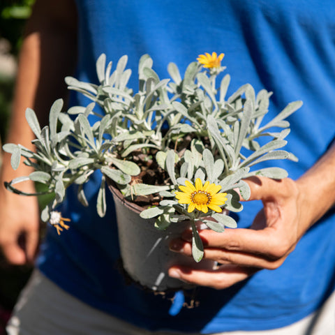 Simegarden Gazania nivea 15 cm