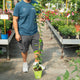 Simegarden Gelsomino del Madagascar 17 cm - h 150 cm