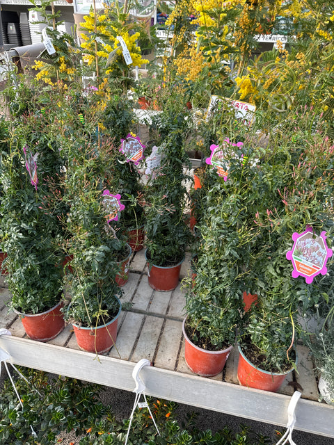 Simegarden Gelsomino polyanthum 15 cm - rampicante