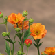 Simegarden Geum hybrida 18 cm