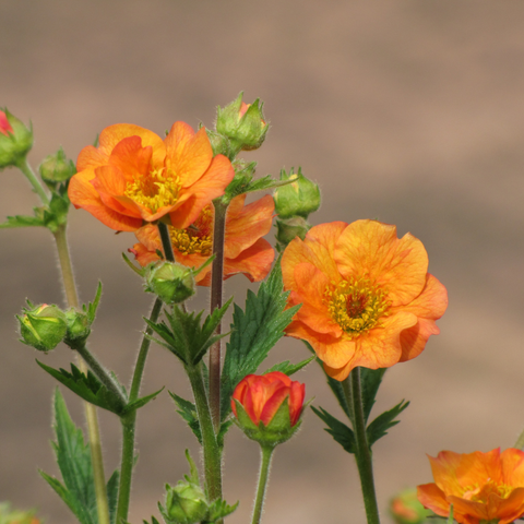 Simegarden Geum hybrida 18 cm
