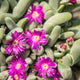 Simegarden Gibbaeum geminum 15 cm - ESEMPLARE / Primavera