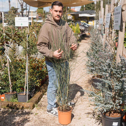Simegarden Ginestra pianta