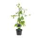 Simegarden Ginkgo biloba 19 cm