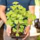 Simegarden Ginkgo biloba bonsai 19.5 cm / Blu notte