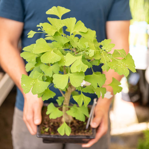 Simegarden Ginkgo biloba bonsai 19.5 cm / Blu notte