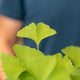 Simegarden Ginkgo biloba bonsai 19.5 cm / Blu notte