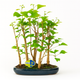 Simegarden Ginkgo biloba bonsai 35 cm - BOSCHETTO / Blu