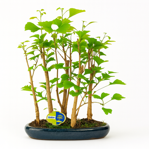 Simegarden Ginkgo biloba bonsai 35 cm - BOSCHETTO / Blu