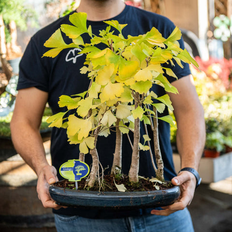 Simegarden Ginkgo biloba bonsai 35 cm - BOSCHETTO / Blu