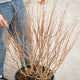 Simegarden Ginkgo biloba globosa 30 cm