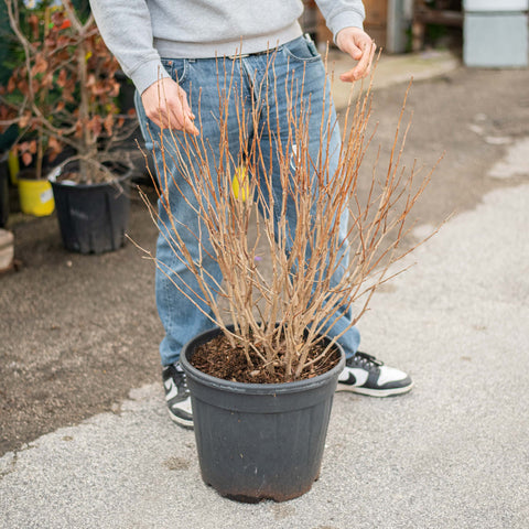 Simegarden Ginkgo biloba globosa 30 cm