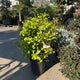 Simegarden Ginkgo biloba globosa 30 cm