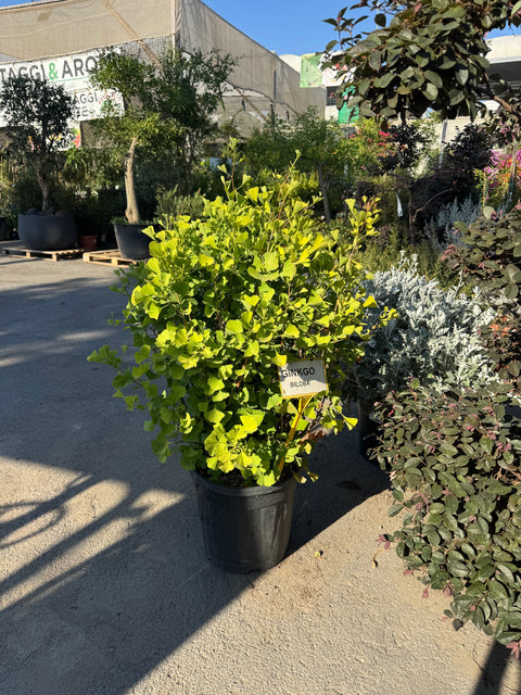 Simegarden Ginkgo biloba globosa 30 cm