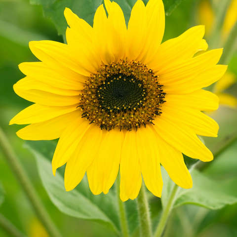 Simegarden Girasole