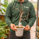 Simegarden Glicine bonsai 20 cm