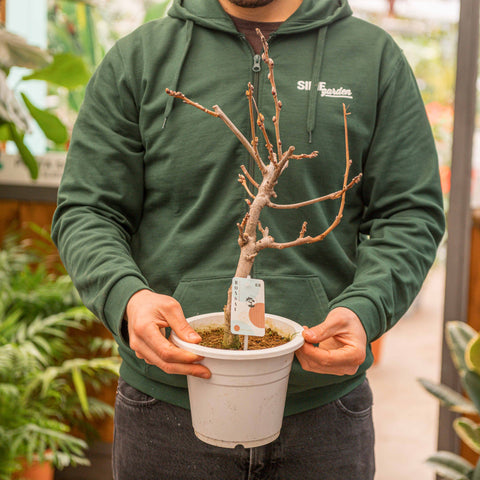 Simegarden Glicine bonsai 20 cm