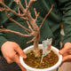 Simegarden Glicine bonsai 20 cm