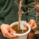 Simegarden Glicine bonsai 20 cm