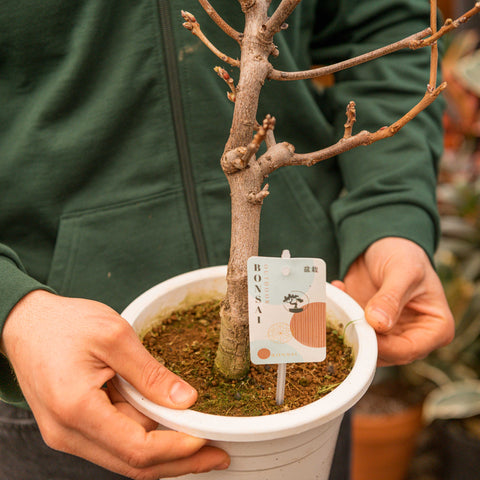 Simegarden Glicine bonsai 20 cm