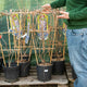 Simegarden Glicine floribunda Maria 24 cm