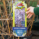 Simegarden Glicine floribunda Maria 24 cm