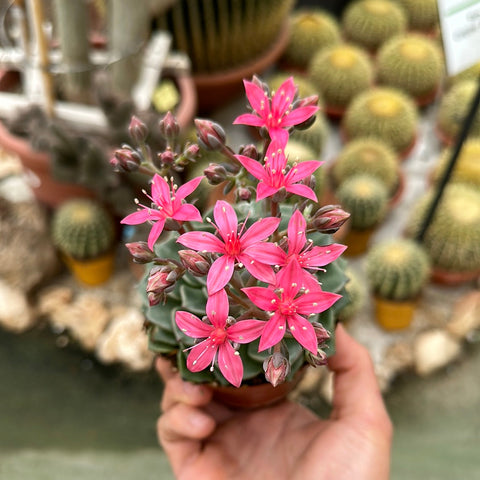 Simegarden Graptopetalum bellum grande