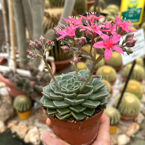 Simegarden Graptopetalum bellum grande