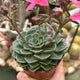 Simegarden Graptopetalum bellum grande