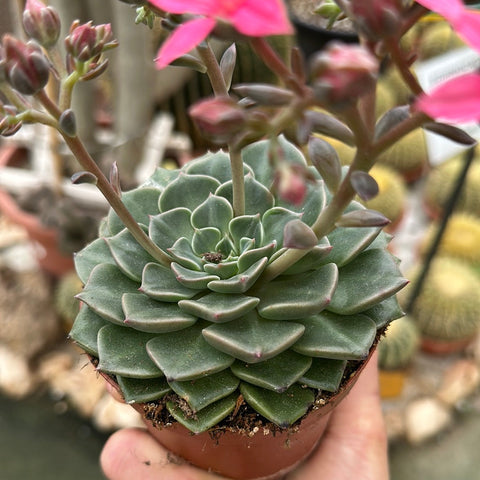 Simegarden Graptopetalum bellum grande
