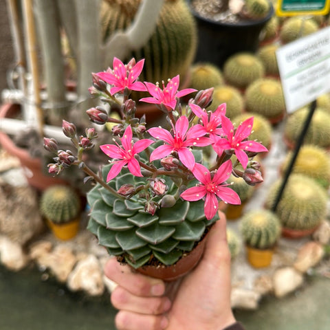 Simegarden Graptopetalum bellum grande