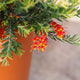 Simegarden Grevillea fireworks 24 cm