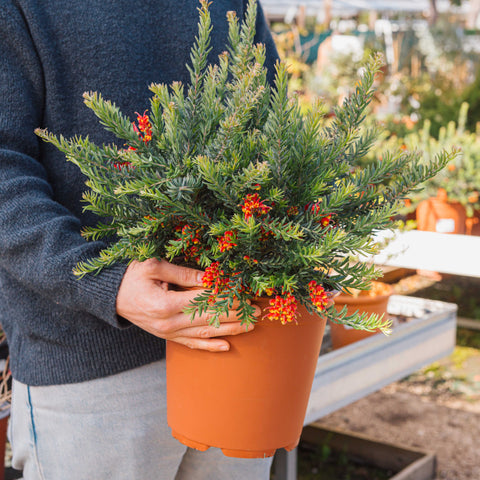 Simegarden Grevillea fireworks 24 cm
