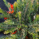 Simegarden Grevillea fireworks 24 cm