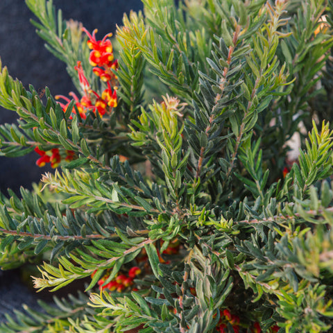 Simegarden Grevillea fireworks 24 cm