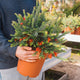 Simegarden Grevillea fireworks 24 cm