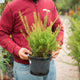 Simegarden Grevillea juniperina 18 cm