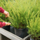 Simegarden Grevillea juniperina 24 cm