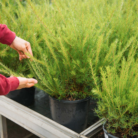Simegarden Grevillea juniperina 24 cm