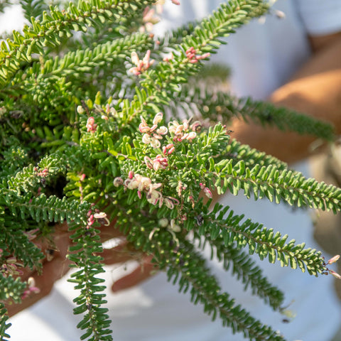 Simegarden Grevillea mount tamboritha 18 cm